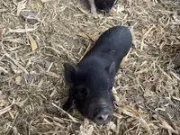 Säue, Schweine — Foto 6