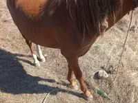 Cheval, Chevaux — photo 2
