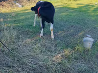 Vaca, Russian Black pied cattle — foto 2