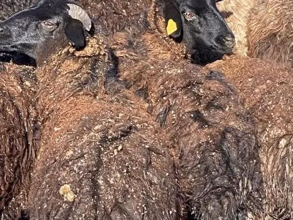 भेड़ें (लॉट, लिंग निर्दिष्ट नहीं), Karachay sheep