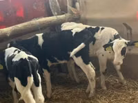 ثور, Russian Black pied cattle — الصورة 8