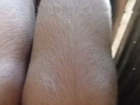 नर सूअर, सूअर — फ़ोटो 4