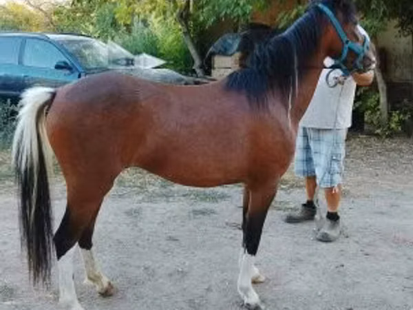 母马, Horses