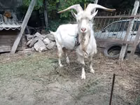 Billy Goat, Saanen goat — photo 3