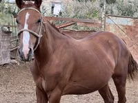 母马, Friesian sport horse — 照片 2