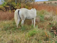 Iapă, Cai — foto 2