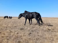 Toychoq, Kazakh horse — 2-rasm