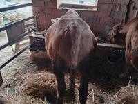 Bulle, Simmental cattle — Foto 4