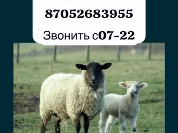 كبش, Gorkov sheep