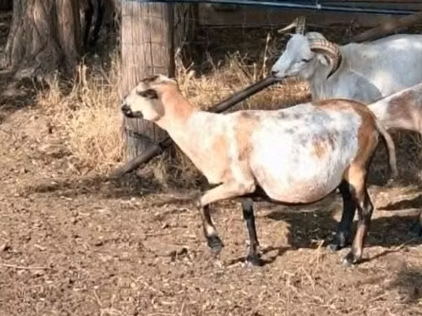 Qoyun, Cameroon sheep