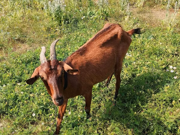 Capră, Alpine goat