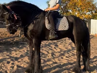 公马, Friesian — 照片 1