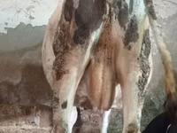 Bovinos (lote, sexo no especificado), Russian Black pied cattle — foto 4