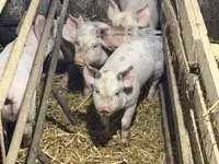 Sow, Pigs — photo 2