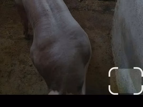 Eber, Schweine