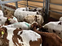 牛只（批次，未指定性别）, Simmental cattle — 照片 1