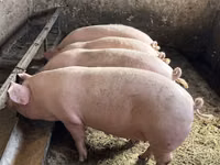 Boar — photo 2