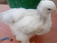 Brahma — foto 4