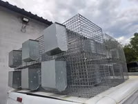 Vind custi pentru Iepuri. — photo 2