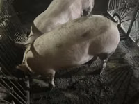 Vier, Porci — foto 3