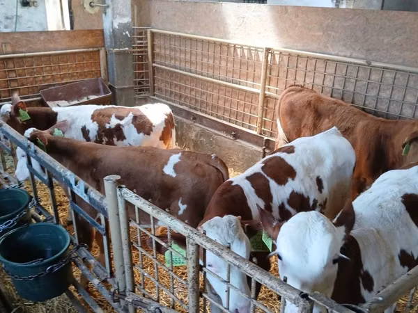 Buqa, Simmental cattle