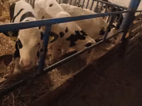 Bou, Russian Black pied cattle — foto 5