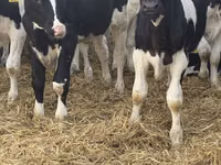 Bulle, Russian Black pied cattle — Foto 3