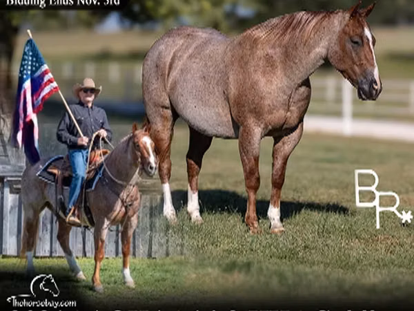 Cal, Quarter Horse