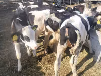 母牛, Cattle — 照片 4