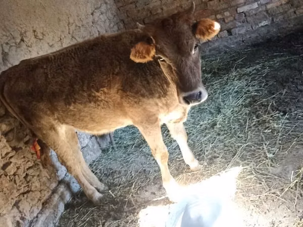 İnək, Swiss cattle