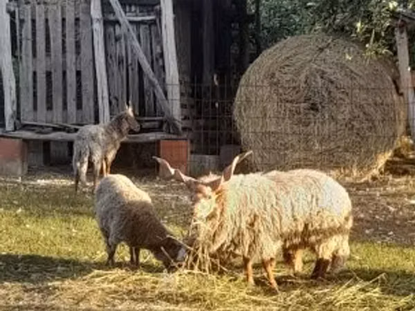 نعجة, Racka sheep