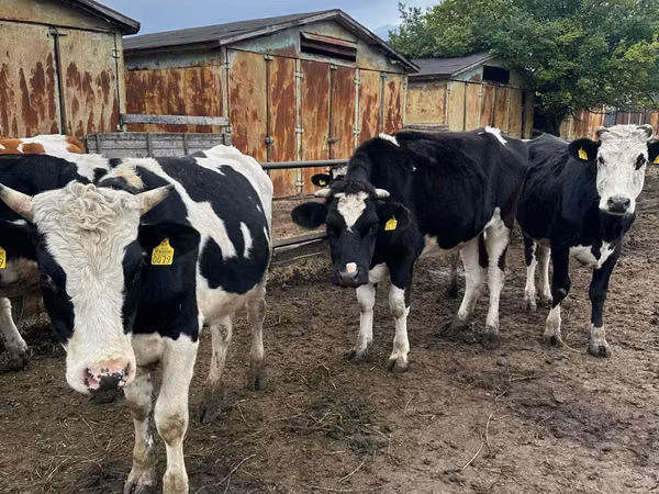 Kuh, Russian Black pied cattle — Republik Moldau