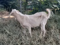 Ziege, Nubian Goat — Foto 8