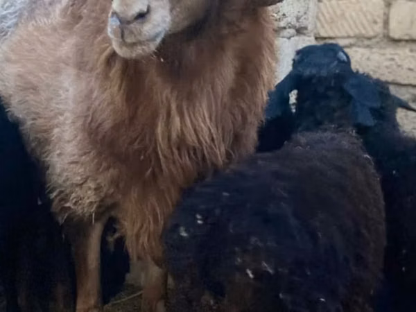 公羊, Sheep
