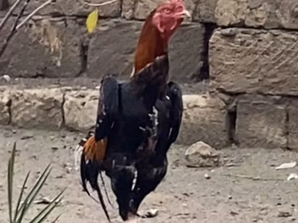 Shamo chickens