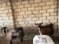 عنزة, الماعز — الصورة 8