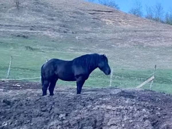 Aygʻir, Kabardian horse