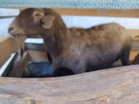Oveja, Arabi sheep — foto 5