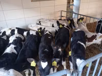 Bou, Simmental cattle — foto 3