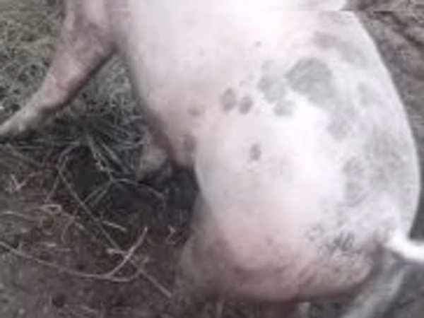 Vier, Porci