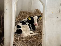 Touro, Russian Black pied cattle — foto 2