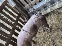 Eber, Schweine — Foto 2