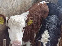 İribuynuzlu mal-qara (partiya, cinsi göstərilməyib), Simmental cattle — foto 2