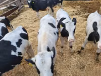 Taureau, Race Holstein — photo 1