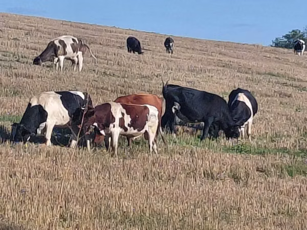 Bou, Rasa Holstein