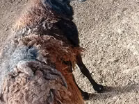 كبش, الأغنام — الصورة 2