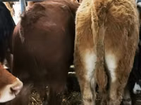 Bovins (lot, sexe non indiqué), Simmental cattle — photo 4