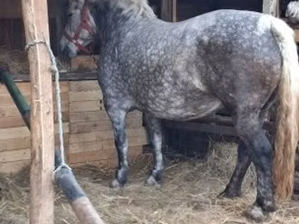 母马, Hungarian horse breed