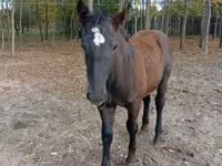 公马, Horses — 照片 4