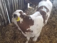 أبقار (دفعة، الجنس غير محدد), Simmental cattle — الصورة 6